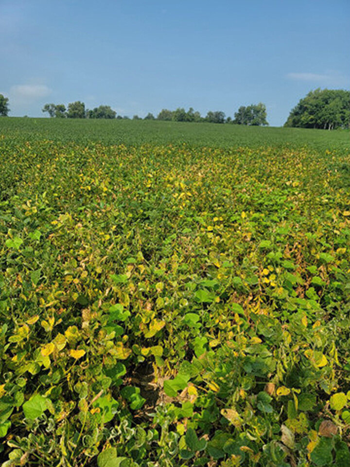 Soybean field with widespread yellowing and browning plants showing symptoms of red crown rot infection.