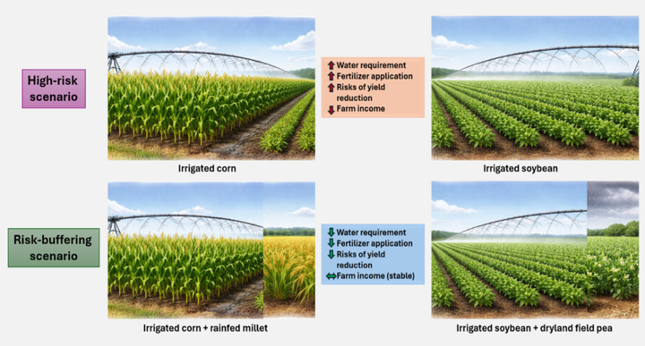 Comparison graphic showing irrigated corn and soybean vs systems with millet and field pea, highlighting lower water use, inputs and more stable income.