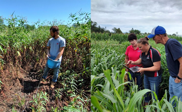 Split image with person on left collecting soil from a pit in a field. At right, three people examining crops and data on a tablet in a field.