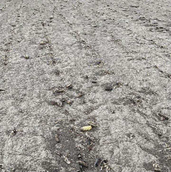 burned crop field that is blackened with ash and a single corn cob remaining