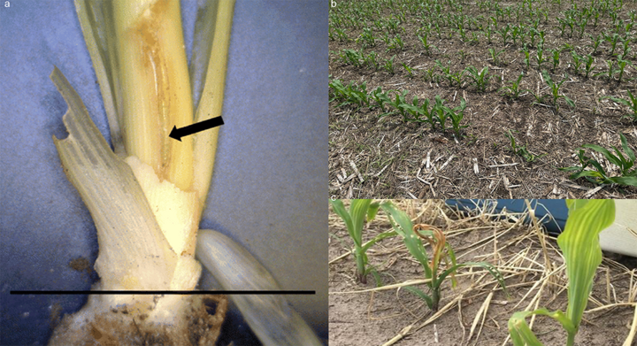 Split image showing corn damage: left—cut stalk with internal tunneling; top right—patchy stand; bottom right—corn plant with dead whorl leaves.