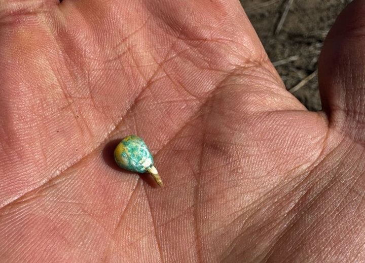 Small colorful corn seed with root tip emerging resting on an open palm.