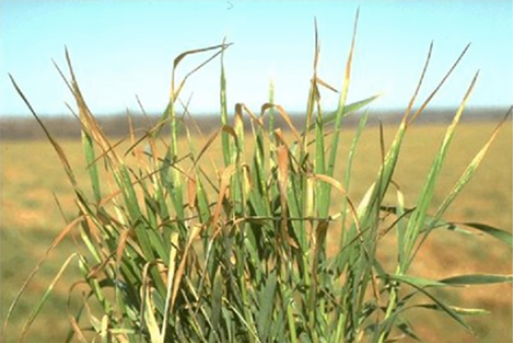 Wheat stalks showing signs of discoloration in a sunny field.