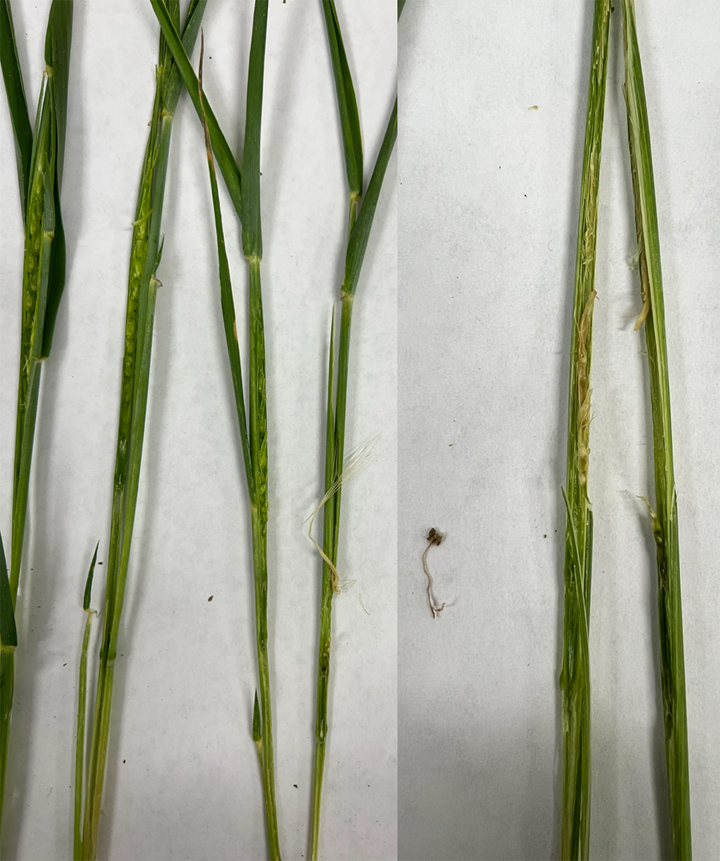 Green plant stems, some intact and others damaged, arranged on a white surface.