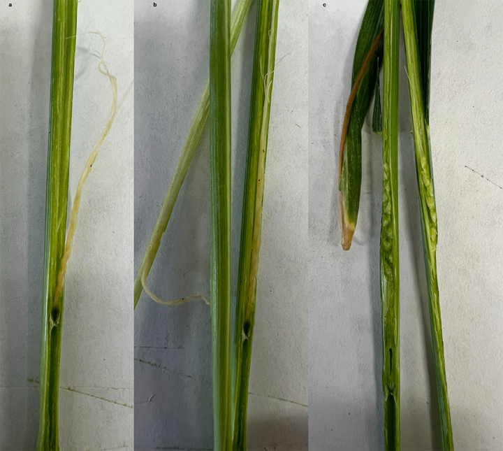 Three green plant stems with varying levels of damage, displaying discoloration and browning.