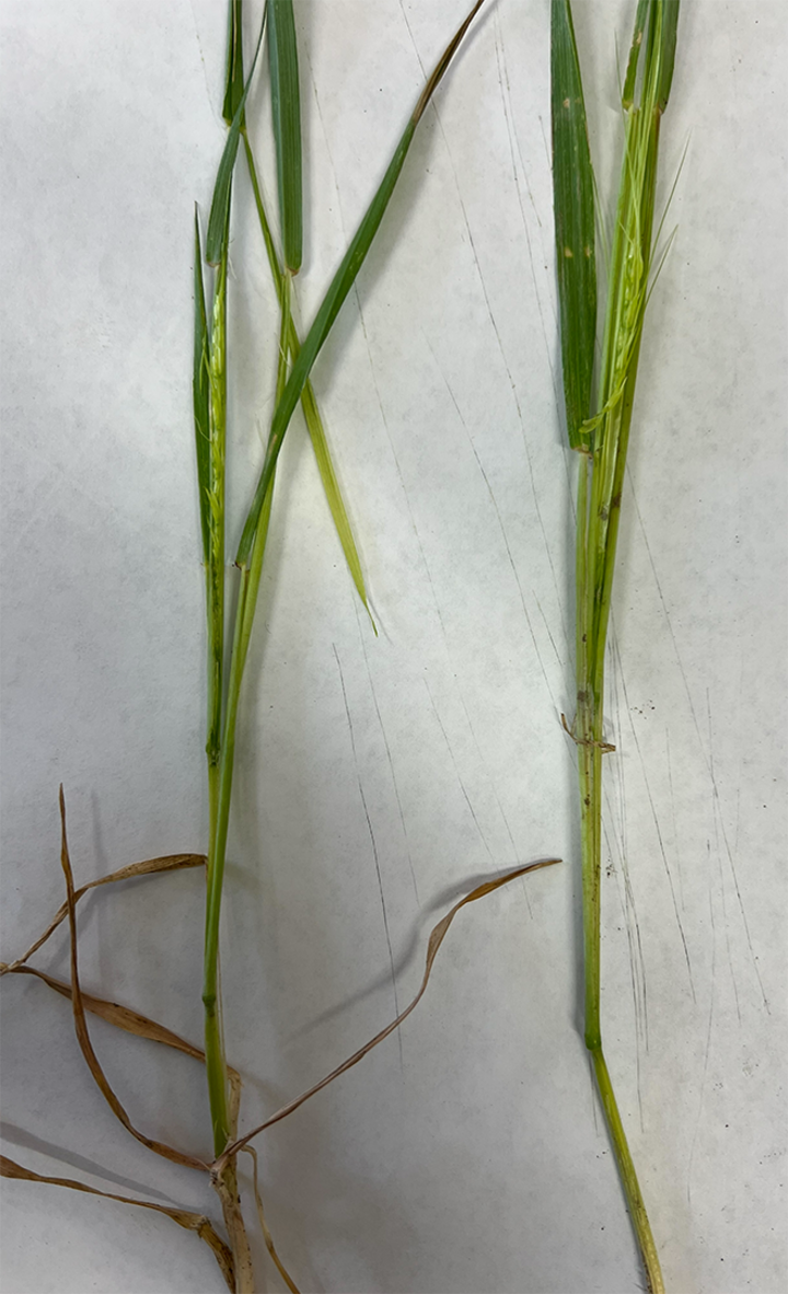 Two green grass stems with seed heads, brown leaves at the base, on a white surface.