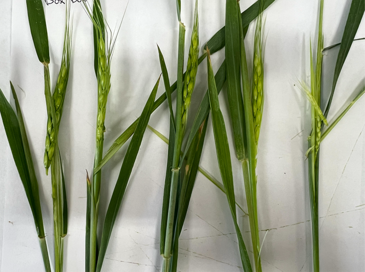 Green wheat plants with slender leaves and developing grains on stems against a white background.