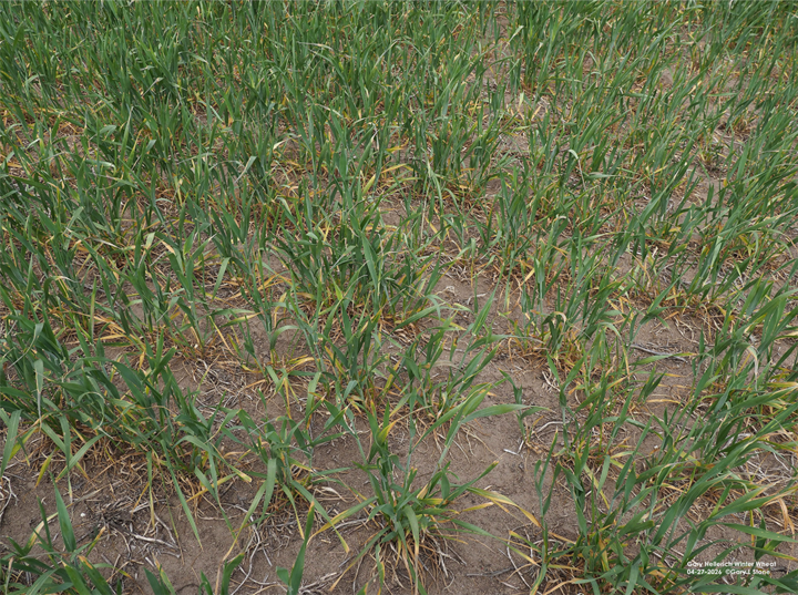 Dry soil with sparse green grass and yellowing plants scattered across the ground.