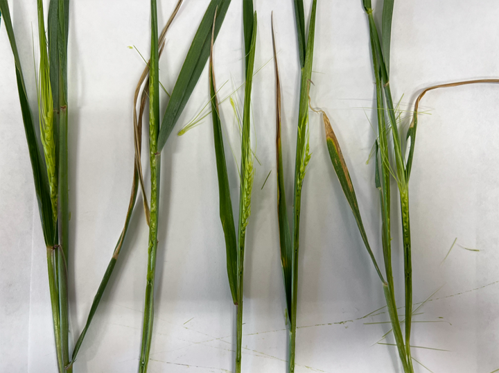 Green wheat stems with leaves and developing spikes laid on a white surface.