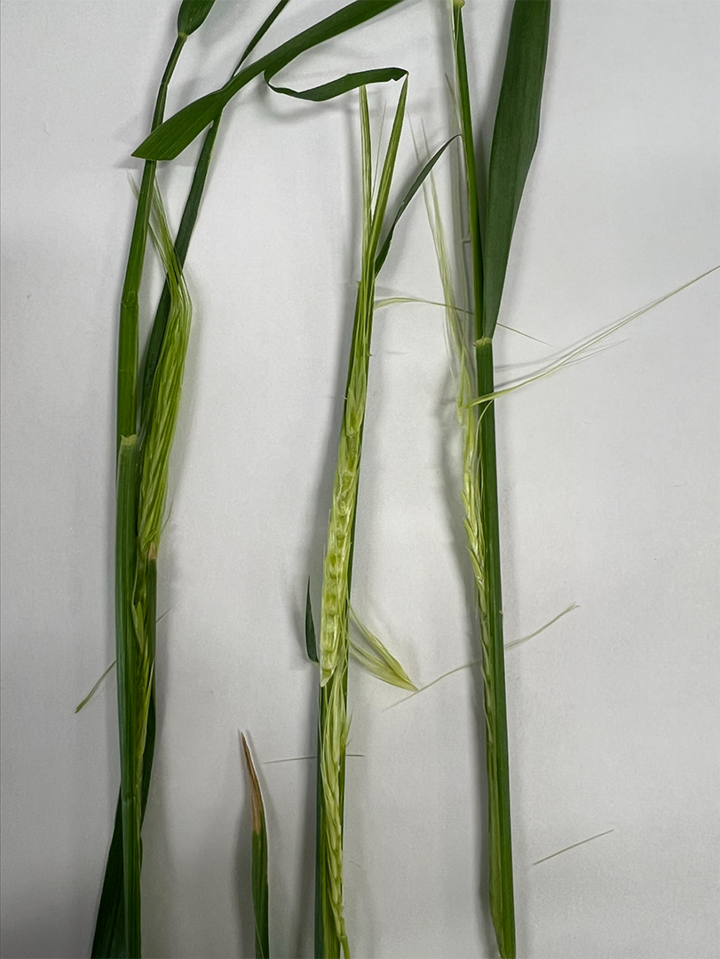Tall green grass stems and leaves on a plain white background.