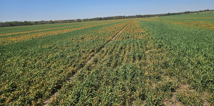 Green and yellow crops stretch across a large field under a clear blue sky.
