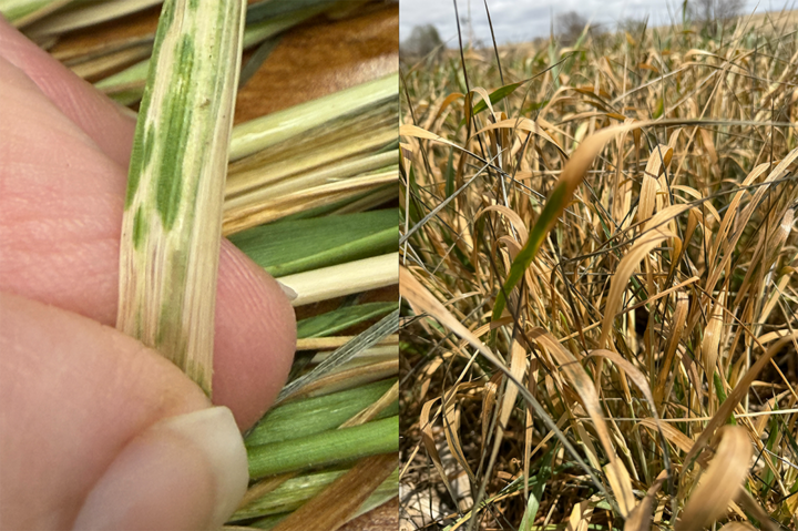 Close-up of a hand holding a green leaf with white streaks; dry, yellowing grass in the background.