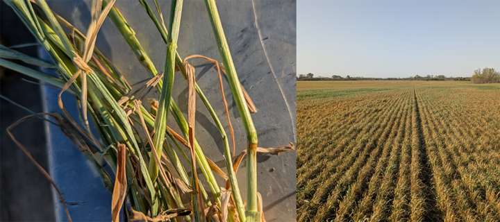 Close-up of wheat stems with brown spots next to a vast wheat field under a clear sky.