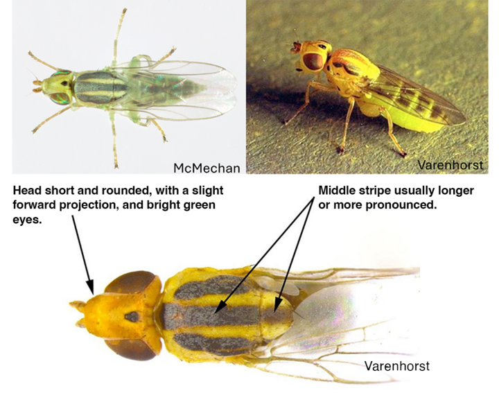 Two close-up photos and a graphic showing flies with green and yellow markings and labeled features.