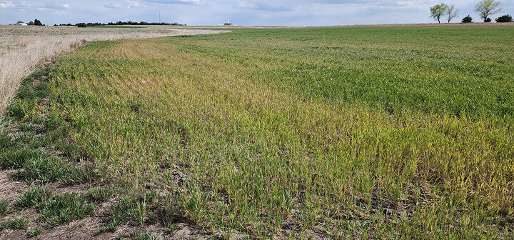 Wheat field with patchy green and yellow grass under a cloudy sky, trees in the distance.