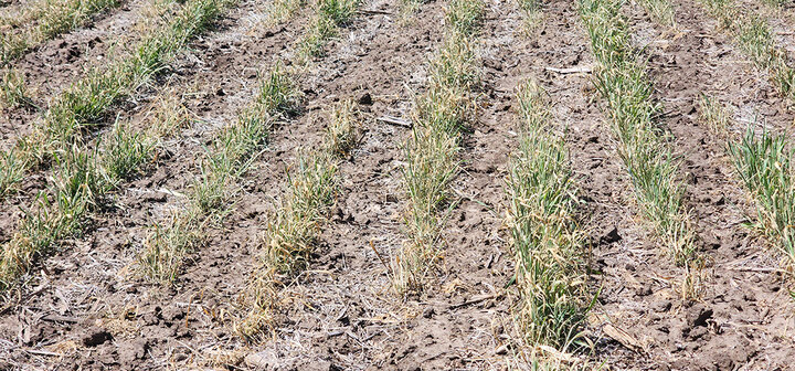 Rows of sparse, dry crops growing in dusty, cracked soil.