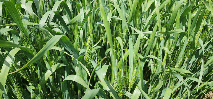 Green wheat plants with tall stalks and narrow leaves densely covering the field.