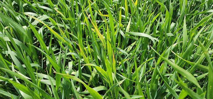 Dense green wheat with long, narrow blades, some yellowing visible.