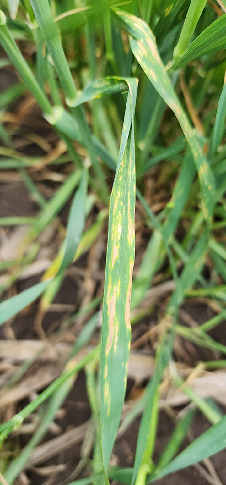 Wheat leaf with yellow streaks and spots, surrounded by green leaves and soil.
