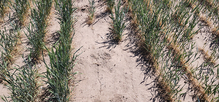 Sparse rows of grass plants growing in dry, sandy soil.