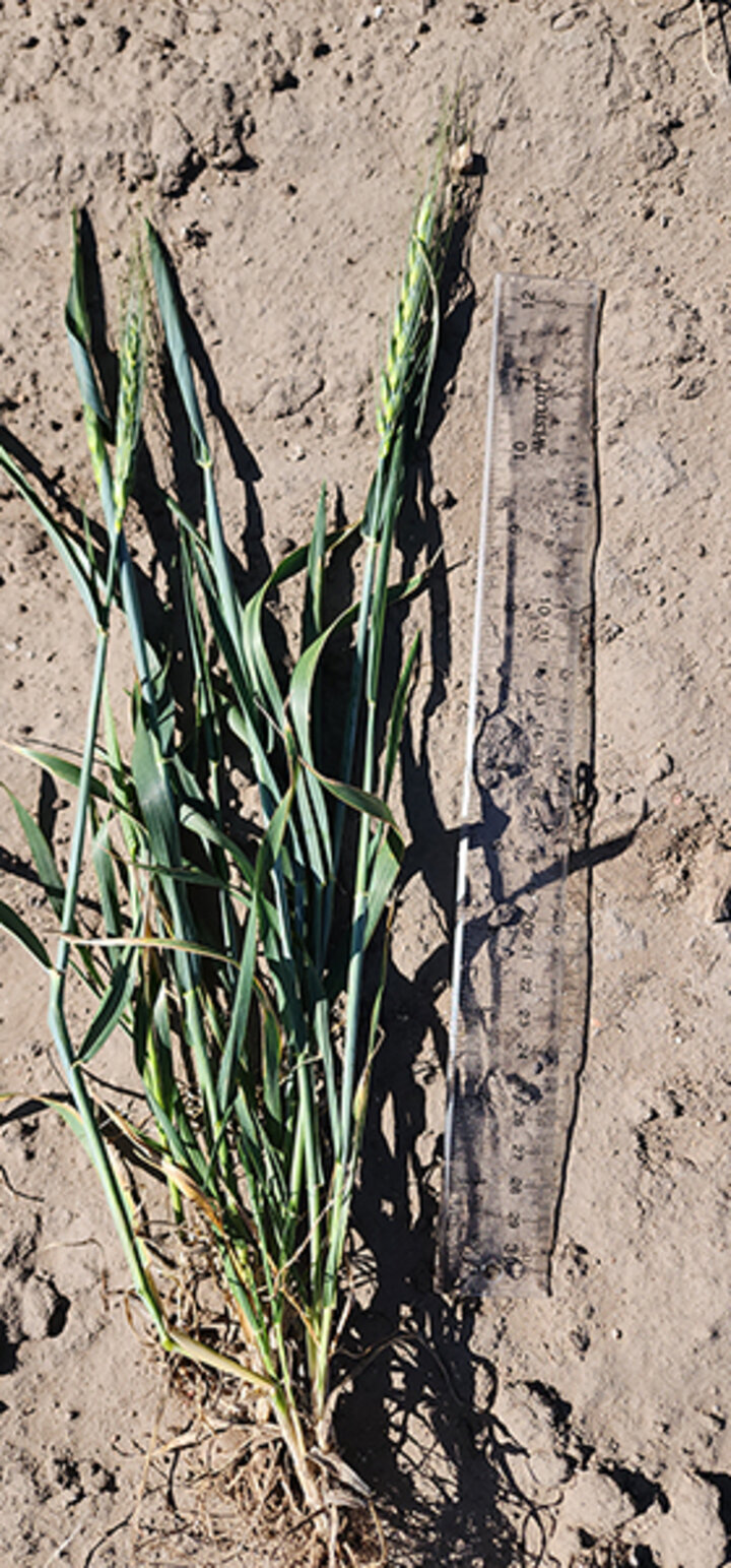 Green wheat plant with roots lying on soil next to a clear ruler.