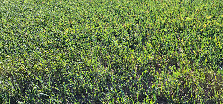 Vibrant green grass field under sunlight.
