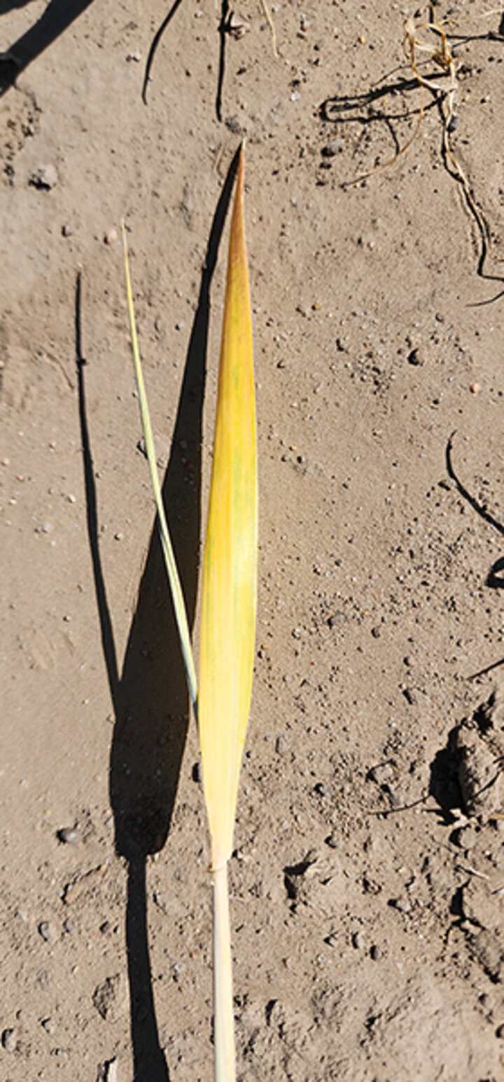 A single yellow and green wheat leaf on dry soil.