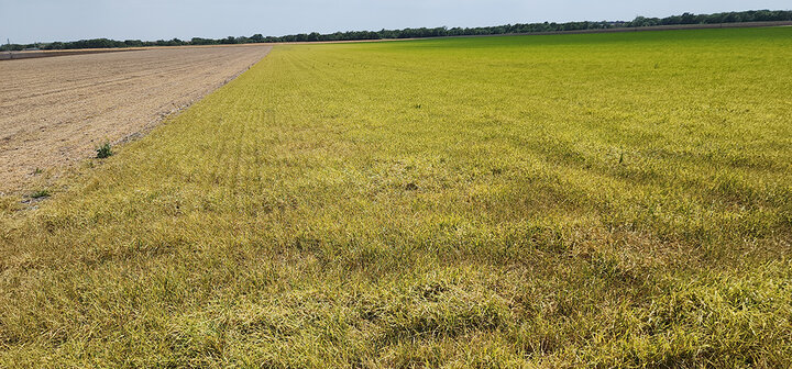 Two fields divided; one with yellow grass, one with green crops under a clear blue sky.