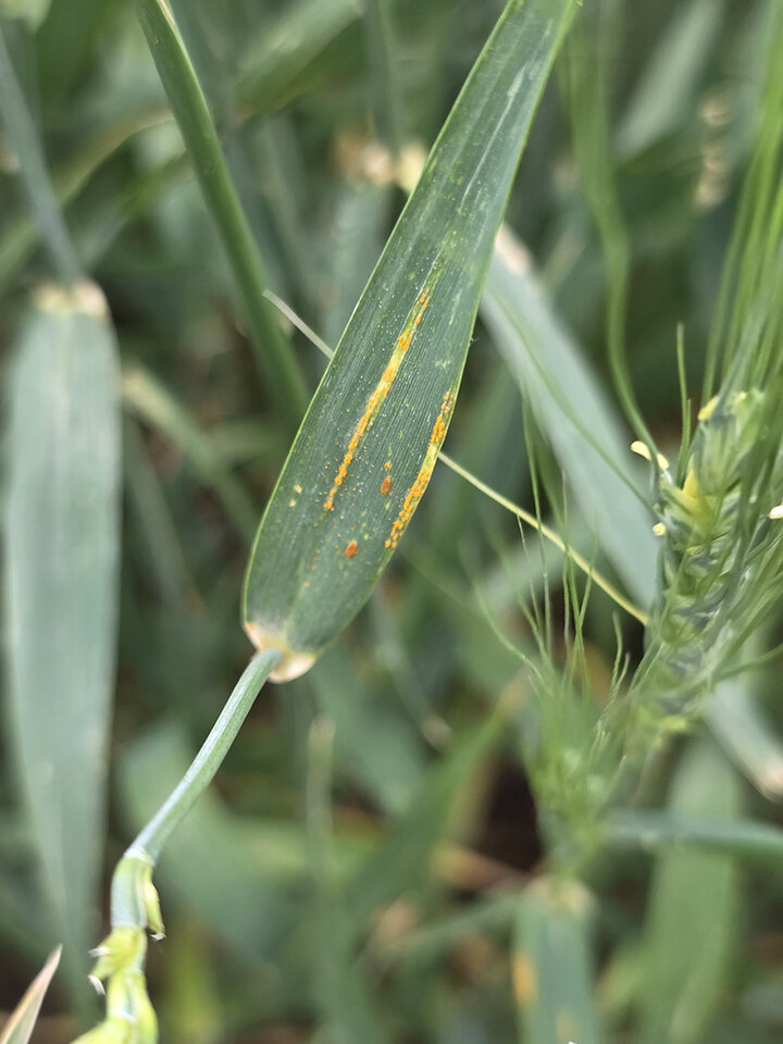 Wheat leaf with orange rust spots amidst green vegetation.