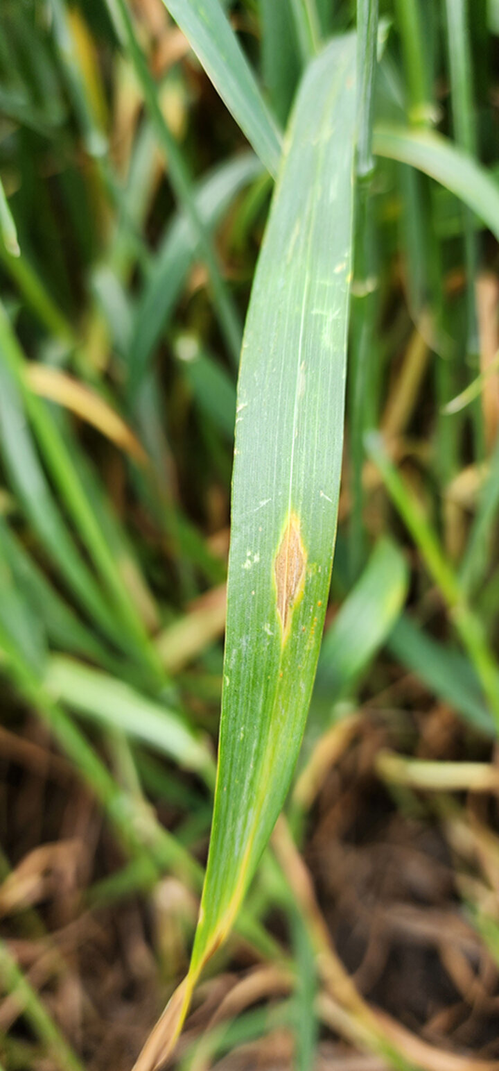 Leaf with a yellow-brown disease spot amidst healthy green foliage.