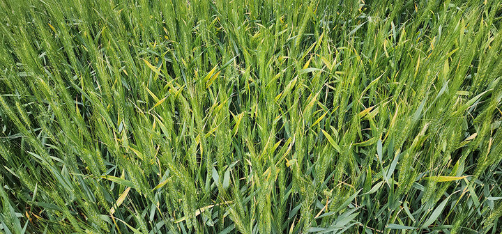Dense field of green wheat stalks growing close together.