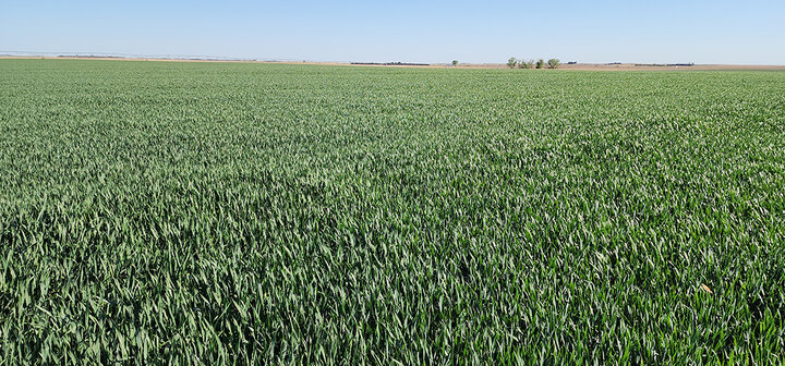 Green farm field stretching to the horizon under a clear, blue sky.