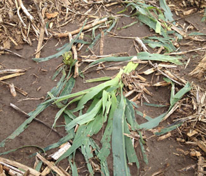 Corn stalks damaged and scattered on soil with broken stems and leaves.