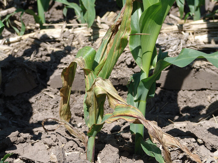 Wilted corn plant with brown leaves surrounded by healthy green plants in dry soil.