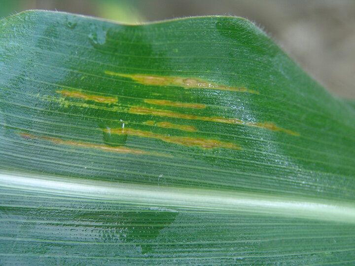 Green leaf with yellow streaks and water droplets.