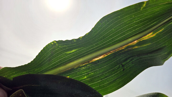 Green leaf with yellow and brown streaks under sunlight, sky in the background.