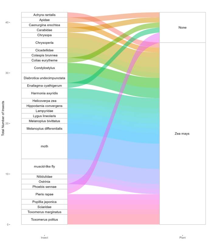 Sankey diagram showing interactions between insect species and plants, primarily Zea mays.