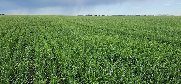 Green wheat field under a cloudy sky with faint rain in the distance.