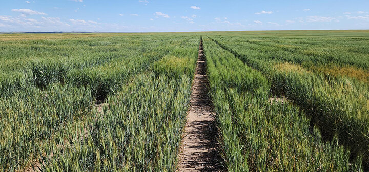 A vast field of green wheat with a dirt path cutting through the center under a blue sky.