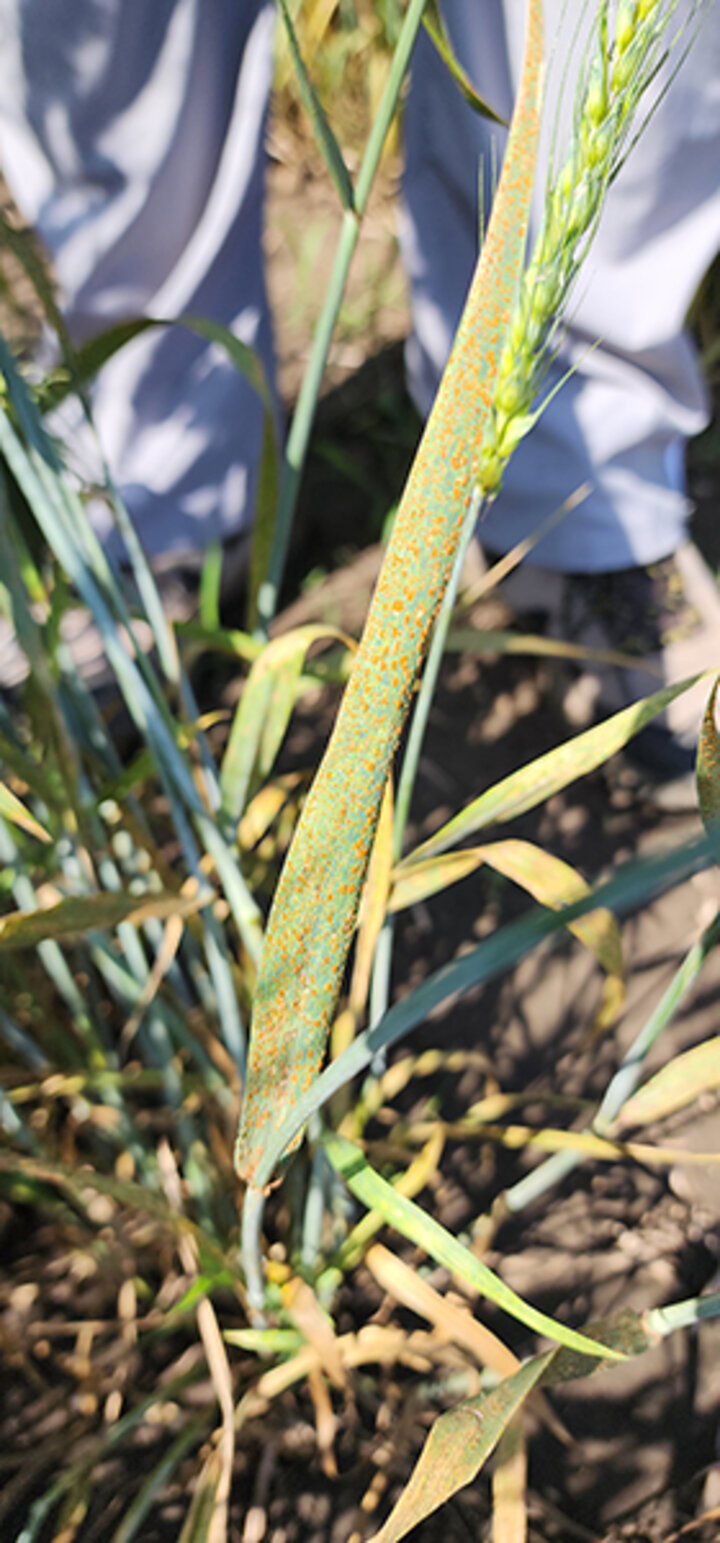 Rust disease spotted on a wheat leaf, surrounded by stems and soil in sunlight.