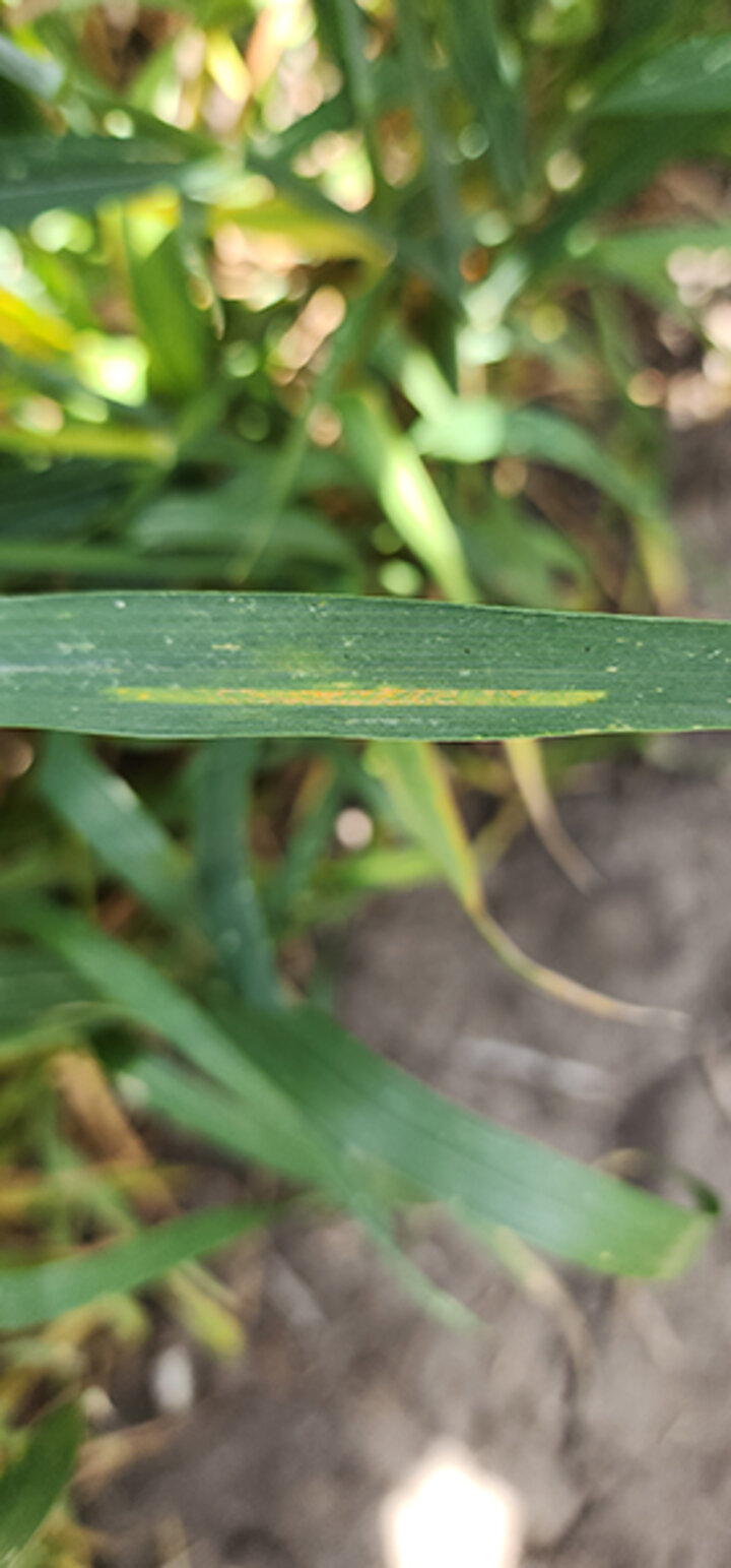 Green plant leaf with yellow streaks, surrounded by other foliage and soil in background.
