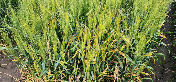 Green wheat plants growing in a field, with some yellowing leaves.