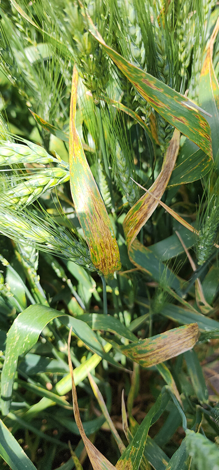 Wheat leaves with yellow and brown discoloration in a field.