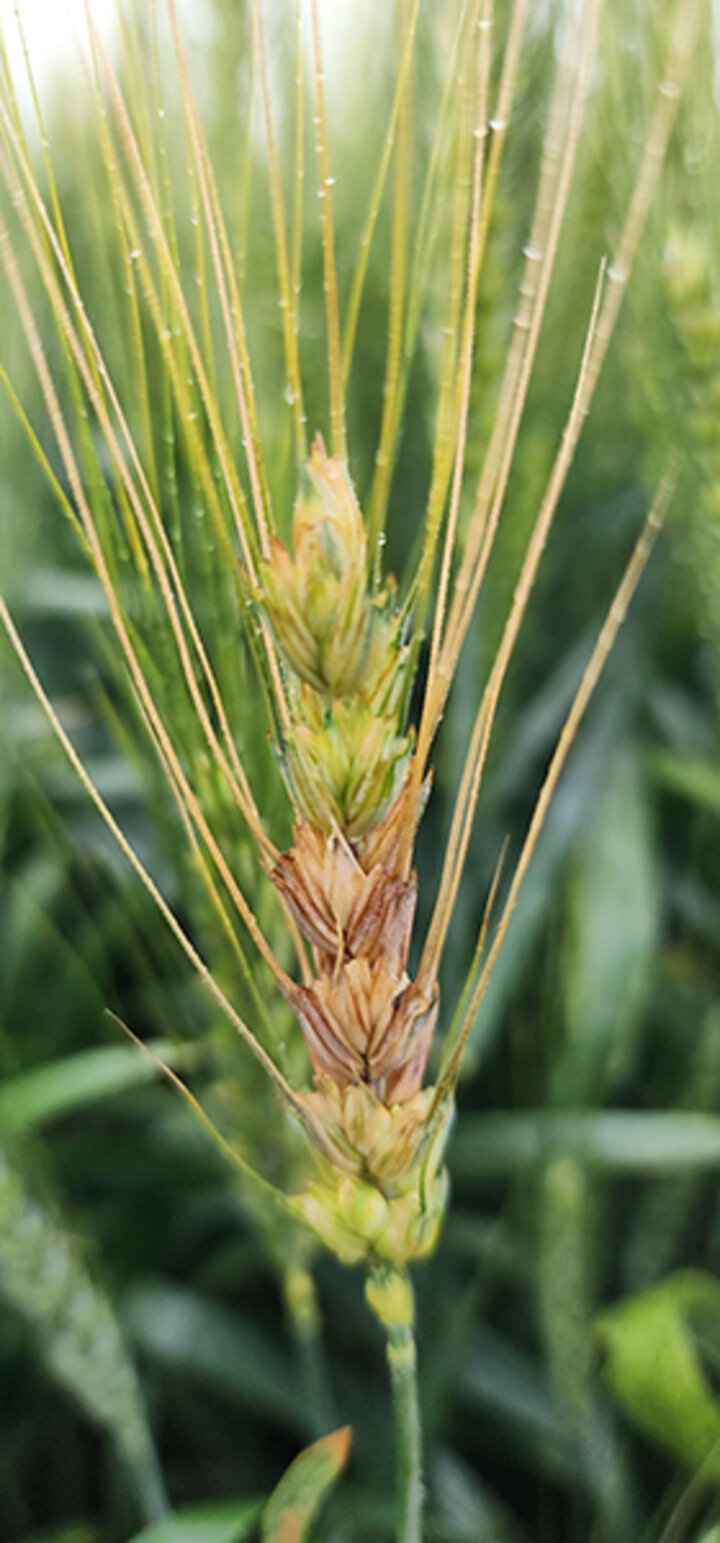 Single wheat stalk with golden-brown grains surrounded by blurred green foliage.