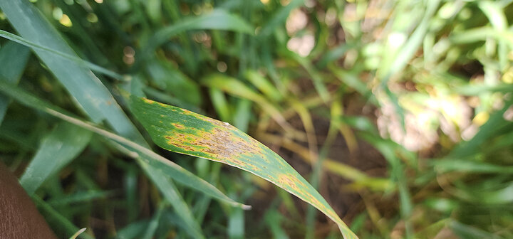 Leaf with yellow and brown spots surrounded by lush green foliage.