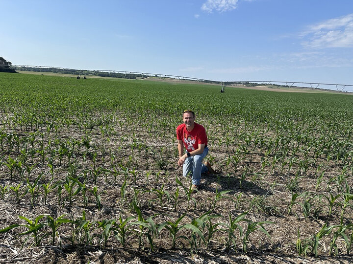 Man kneeling in a corn field under a clear blue sky.