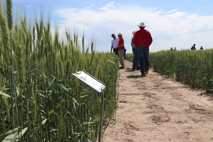 People walking through a wheat field on a sunny day.