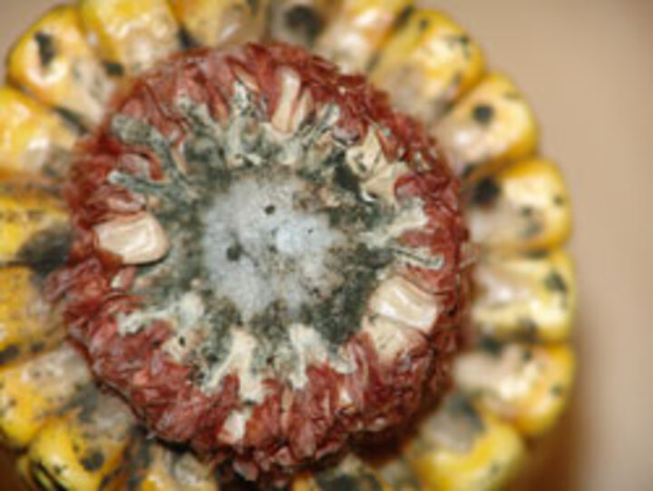 Corn eat rot disease