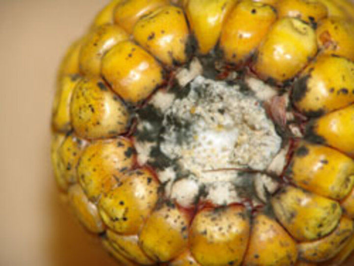 Corn ear rot disease