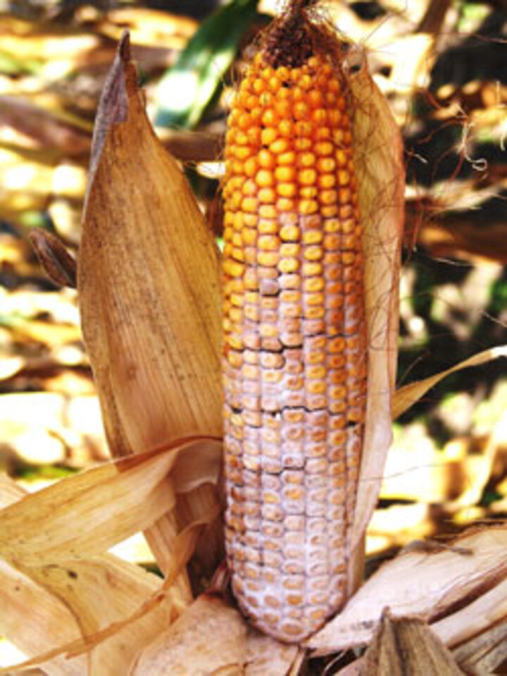 Diplodia ear rot